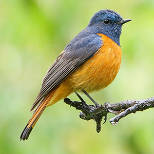 Blue-fronted Redstart